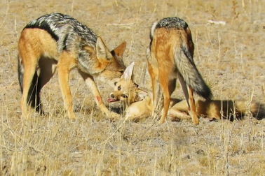 Cái kết bi thảm của cáo khi lọt vào vòng vây của chó rừng