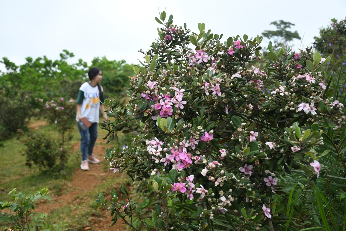 Đẹp ngỡ ngàng mùa hoa sim trên thảo nguyên Bùi Hui - 4 Đẹp ngỡ ngàng mùa hoa sim trên thảo nguyên Bùi Hui - 4