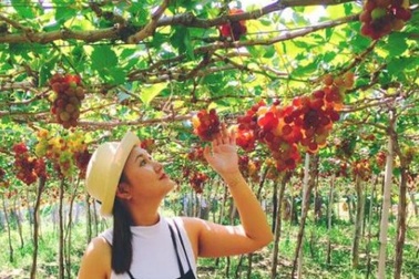 Về Ninh Thuận thỏa thích hái nho đầy túi, lại săn ảnh đẹp mang về