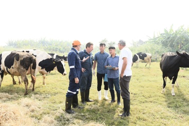 Sữa Cô gái Hà Lan tự hào có nguồn sữa nguyên liệu lớn và an toàn hơn chuẩn 11 lần