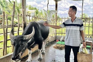 Trâu biết cúi đầu chào khách, cò trắng biết nghe lời chủ ở Cần Thơ
