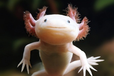 Thuốc trị mụn hé lộ bí mật giúp con người mọc lại tay chân như kỳ nhông