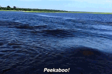 Khách Trung Quốc bị hà mã cắn chết khi đang mải chụp hình