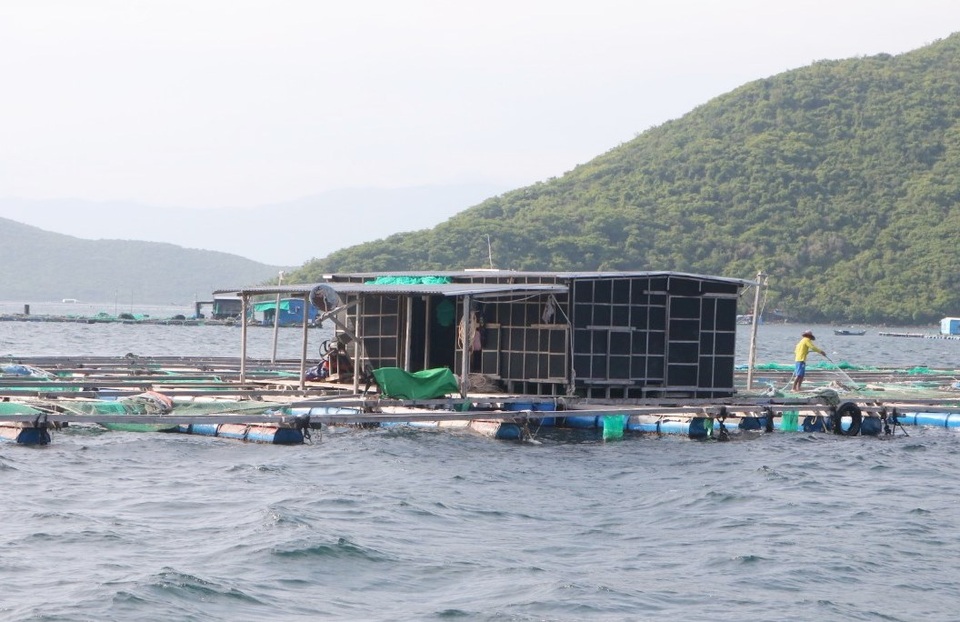Chủ tịch Khánh Hòa: Kiên quyết di dời dân trên lồng bè vào bờ - 1 Chủ tịch Khánh Hòa: Kiên quyết di dời dân trên lồng bè vào bờ - 1
