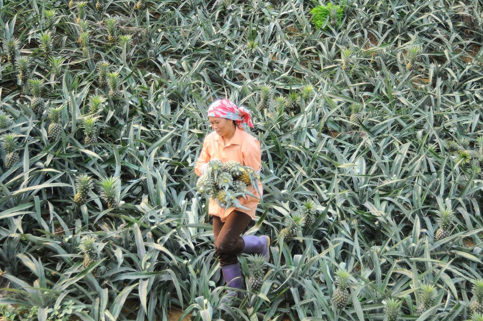 Dứa được mùa, được giá, nông dân thu lãi cao - 2 Dứa được mùa, được giá, nông dân thu lãi cao - 2
