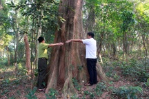 Khu rừng thiêng được cả làng xem như báu vật