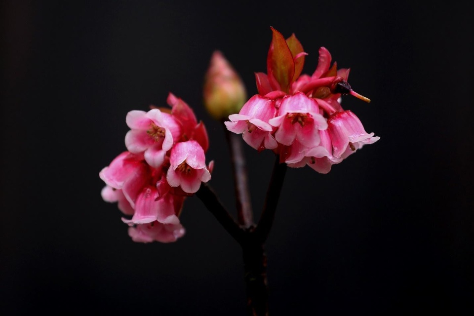 Vì sao chỉ một số nơi như đỉnh Bà Nà mới có hoa đào chuông? - 7