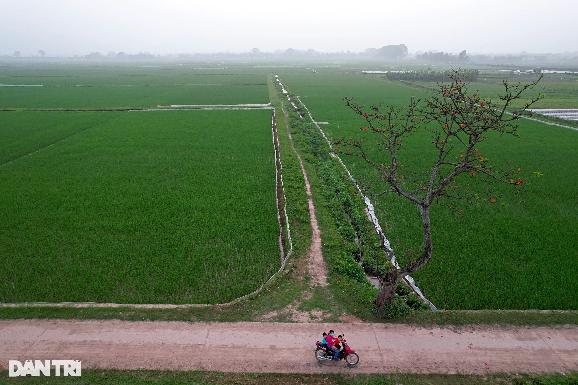 Đỏ rực từ nông thôn đến thành phố mùa hoa gạo tháng Ba ở Hà Nội - 2 Đỏ rực từ nông thôn đến thành phố mùa hoa gạo tháng Ba ở Hà Nội - 2