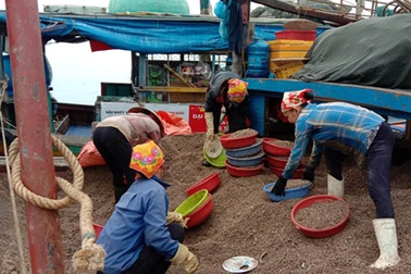 Trúng đậm sò nhám, chủ tàu thu hàng chục triệu đồng/ngày