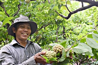 "Lái" mãng cầu ra trái vụ, nhà vườn nơi này lãi 100 triệu/ha