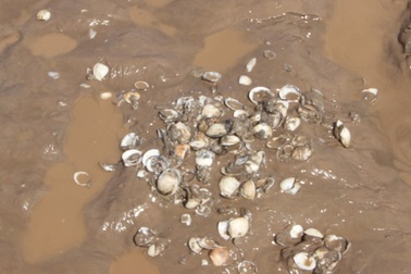 Hai mẹ con bị sét đánh tử vong khi đi bắt nghêu