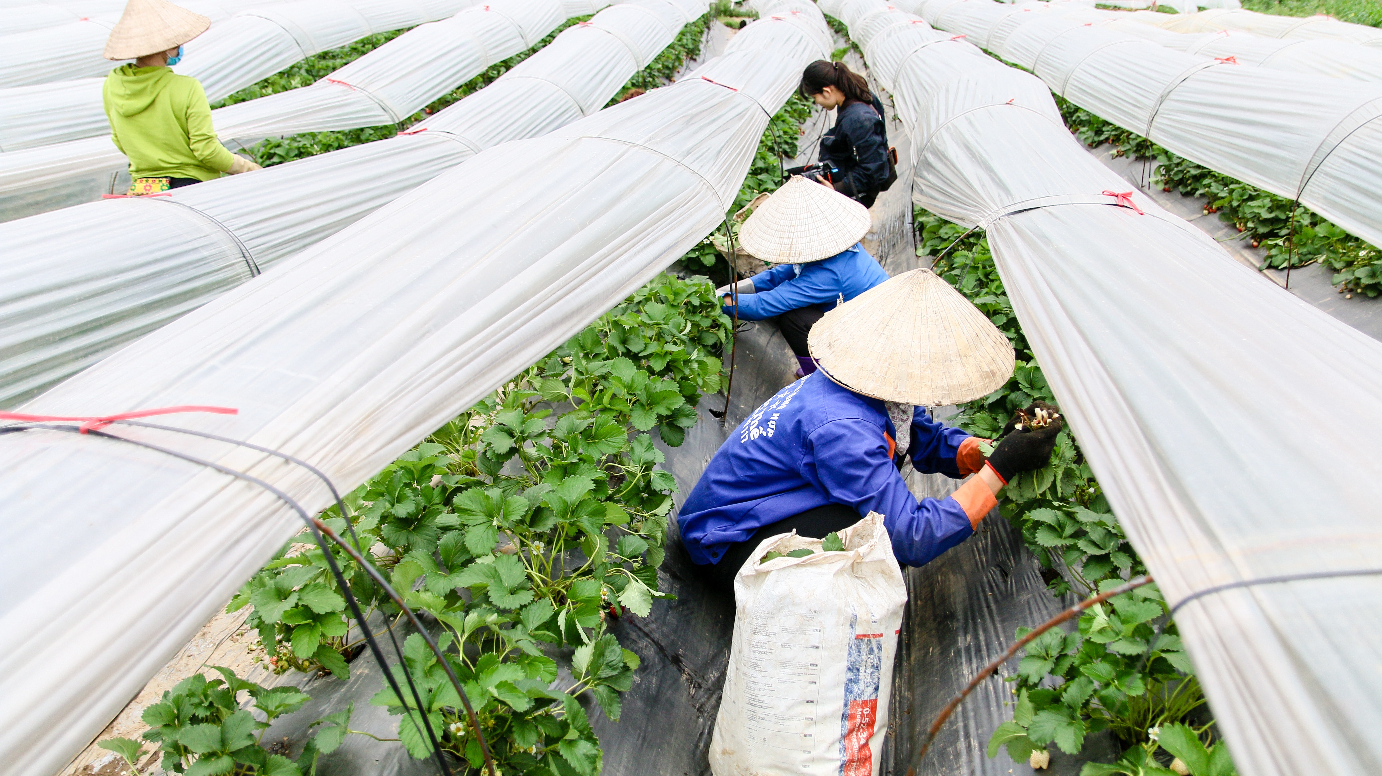 Mùa dịch Covid-19: Đưa trẻ đi hái dâu tây chín rộ ở Hà Nội - 17 Mùa dịch Covid-19: Đưa trẻ đi hái dâu tây chín rộ ở Hà Nội - 17