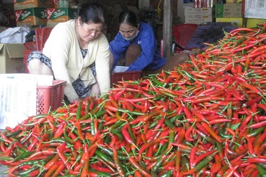 Giá ớt tăng “đột biến”, nông dân thu lãi lớn