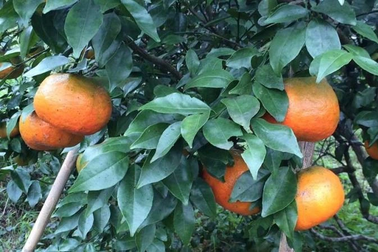 Cảnh sát điều tra vụ thi thể người đàn ông trong vườn cam