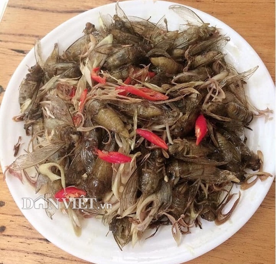 Kiếm bộn tiền nhờ bắt ve sầu đầu hè làm món nhậu - 6 Kiếm bộn tiền nhờ bắt ve sầu đầu hè làm món nhậu - 6