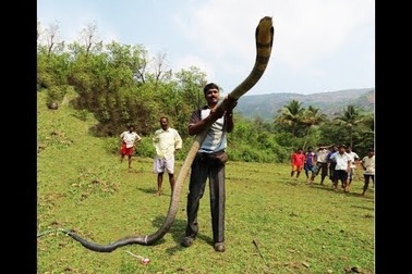 Giải cứu rắn hổ mang chúa