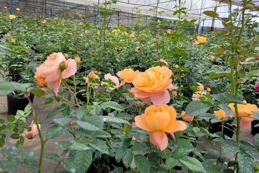 Lên Youtube học trồng hoa, vợ chồng làm vườn hồng "khủng", thu nhập ổn định