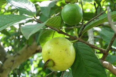 Trở lại vườn ổi xưa