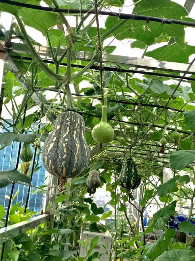 Ngắm khu vườn đủ loại rau quả sum sê rộng hơn 100m2 trên mái nhà chỉ với 100 triệu đầu tư thiết kế của gia đình Hà thành quanh năm không phải mua rau quả bên ngoài - Ảnh 10. Ngắm khu vườn đủ loại rau quả sum sê rộng hơn 100m2 trên mái nhà chỉ với 100 triệu đầu tư thiết kế của gia đình Hà thành quanh năm không phải mua rau quả bên ngoài - Ảnh 10.