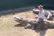 Chuyên gia động vật bất ngờ bị cá sấu khổng lồ tấn công khi đang trình diễn