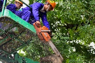 Hà Nội bắt đầu chặt hạ gần 1.300 cây xanh trên đường Phạm Văn Đồng