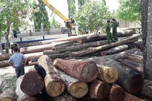 Vụ trùm gỗ lậu Phượng “râu”: “Có thể liên quan đến lực lượng kiểm lâm địa phương”