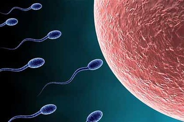 Báo động tình trạng suy giảm lượng tinh trùng