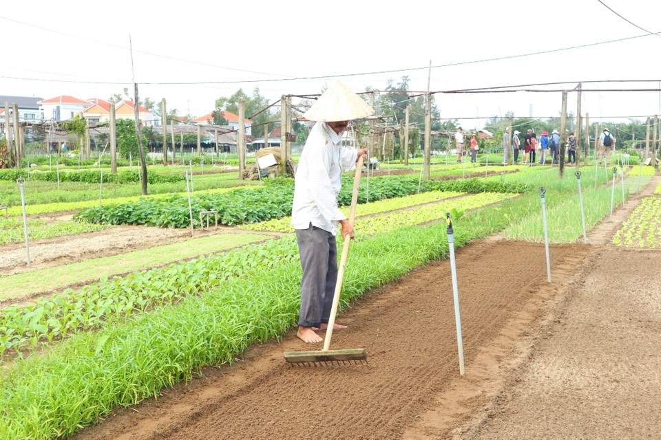 Làng rau hơn 500 tuổi hối hả vào vụ Tết Làng rau hơn 500 tuổi hối hả vào vụ Tết