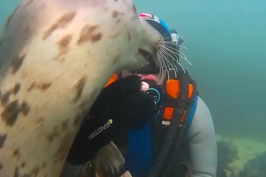 Hải cẩu thể hiện sự thân thiện với thợ lặn như một chú chó con