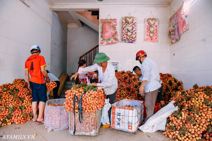 Không để vải "chết ngốt" vì nóng, người dân Bắc Giang mang đèn pin vào vườn thu hoạch từ sớm tinh mơ, mang đi bán từ lúc "gà mới gáy" - Ảnh 9.