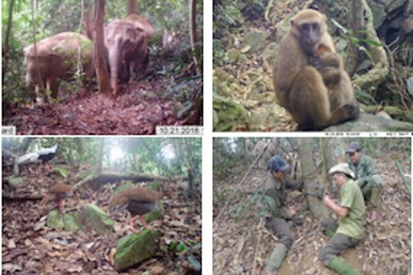 Bẫy ảnh "săn" được nhiều động vật quý hiếm ở Vườn quốc gia Pù Mát