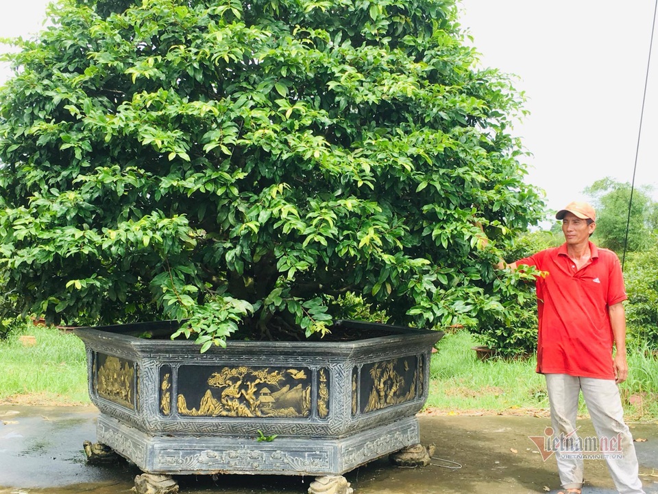 Từ 4 cây mai trồng vì đam mê, anh nông dân thu 5 tỷ đồng/năm - 3 Từ 4 cây mai trồng vì đam mê, anh nông dân thu 5 tỷ đồng/năm - 3