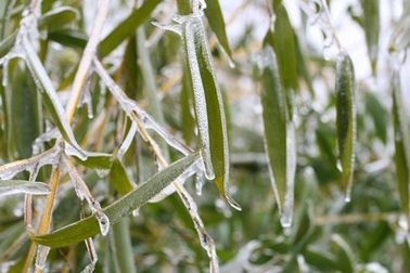 Rét đậm sẽ kéo dài 1 - 2 ngày nữa