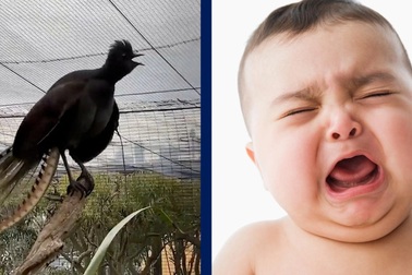 Clip hot: Kinh ngạc với con chim bắt chước tiếng trẻ em khóc