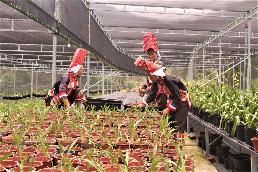 Đổi thay ở vùng cao Bình Liêu Quảng Ninh - 3 Đổi thay ở vùng cao Bình Liêu Quảng Ninh - 3