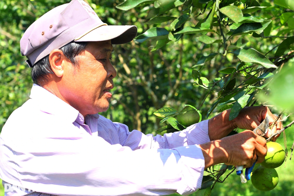Cải tạo đất đồi thành vườn cây ăn quả, bất ngờ thu lãi cao - 5 Cải tạo đất đồi thành vườn cây ăn quả, bất ngờ thu lãi cao - 5