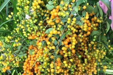 Cây bụi bờ rào: Ở quê cho không, Hà Nội thành hàng sang chảnh