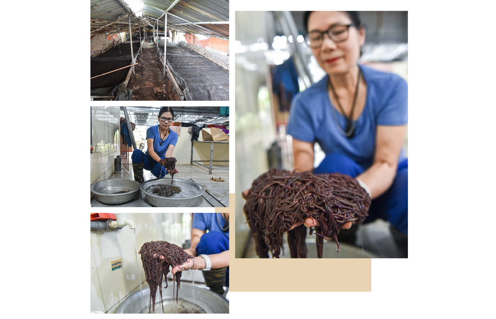 Cho lợn nghe nhạc, nuôi giun làm thực phẩm người phụ nữ thu nhập tiền tỷ - 10 Cho lợn nghe nhạc, nuôi giun làm thực phẩm người phụ nữ thu nhập tiền tỷ - 10