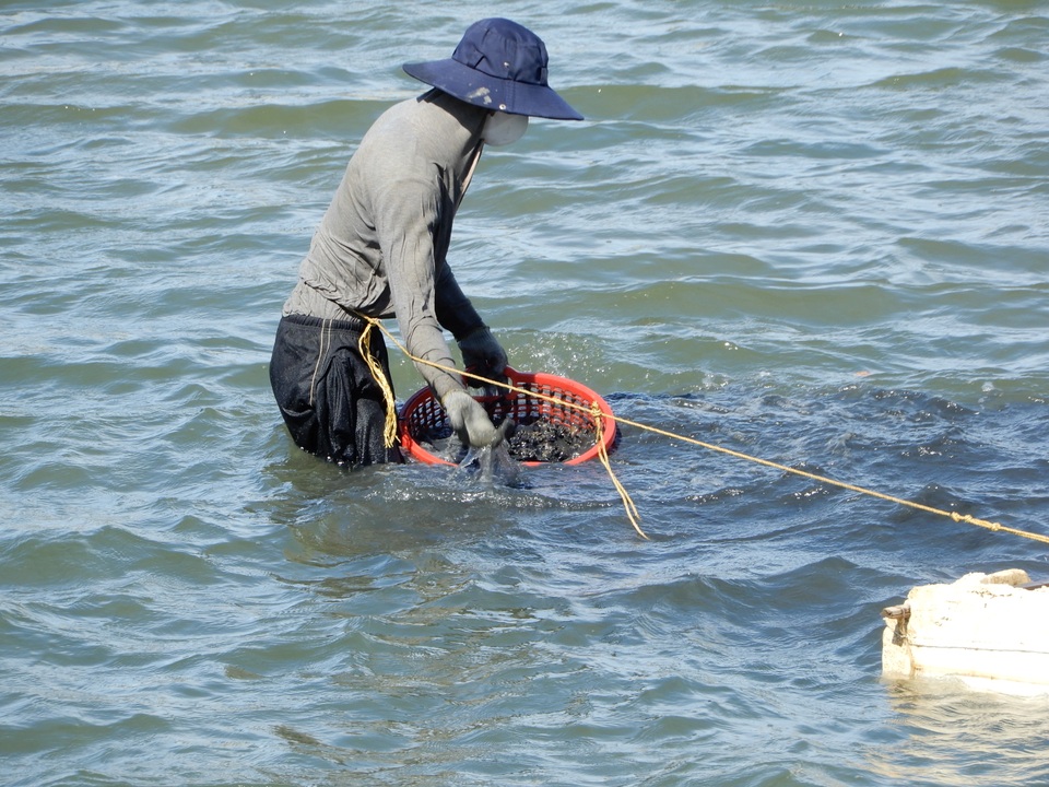 Săn thức ăn cho tôm hùm giữa ngày nóng nực, kiếm hơn nửa triệu đồng/ngày - 3