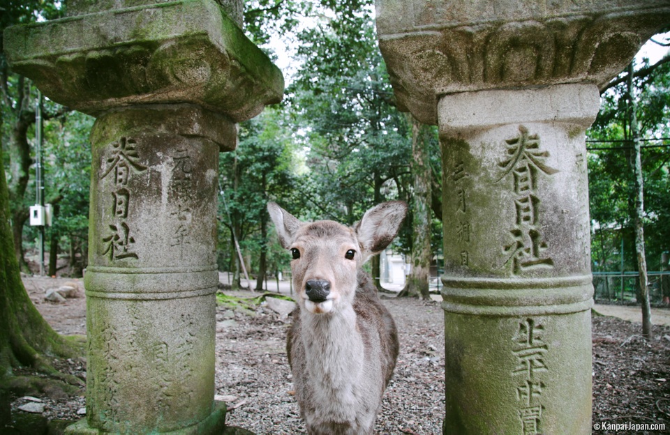 Đền Kasuga Taisha với nghìn chiếc đèn lồng mang ước vọng trăm năm - 2 Đền Kasuga Taisha với nghìn chiếc đèn lồng mang ước vọng trăm năm - 2