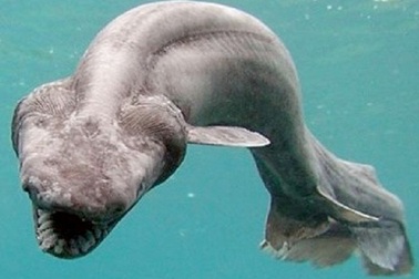 Cận cảnh những “sát thủ máu lạnh” dưới lòng đại dương