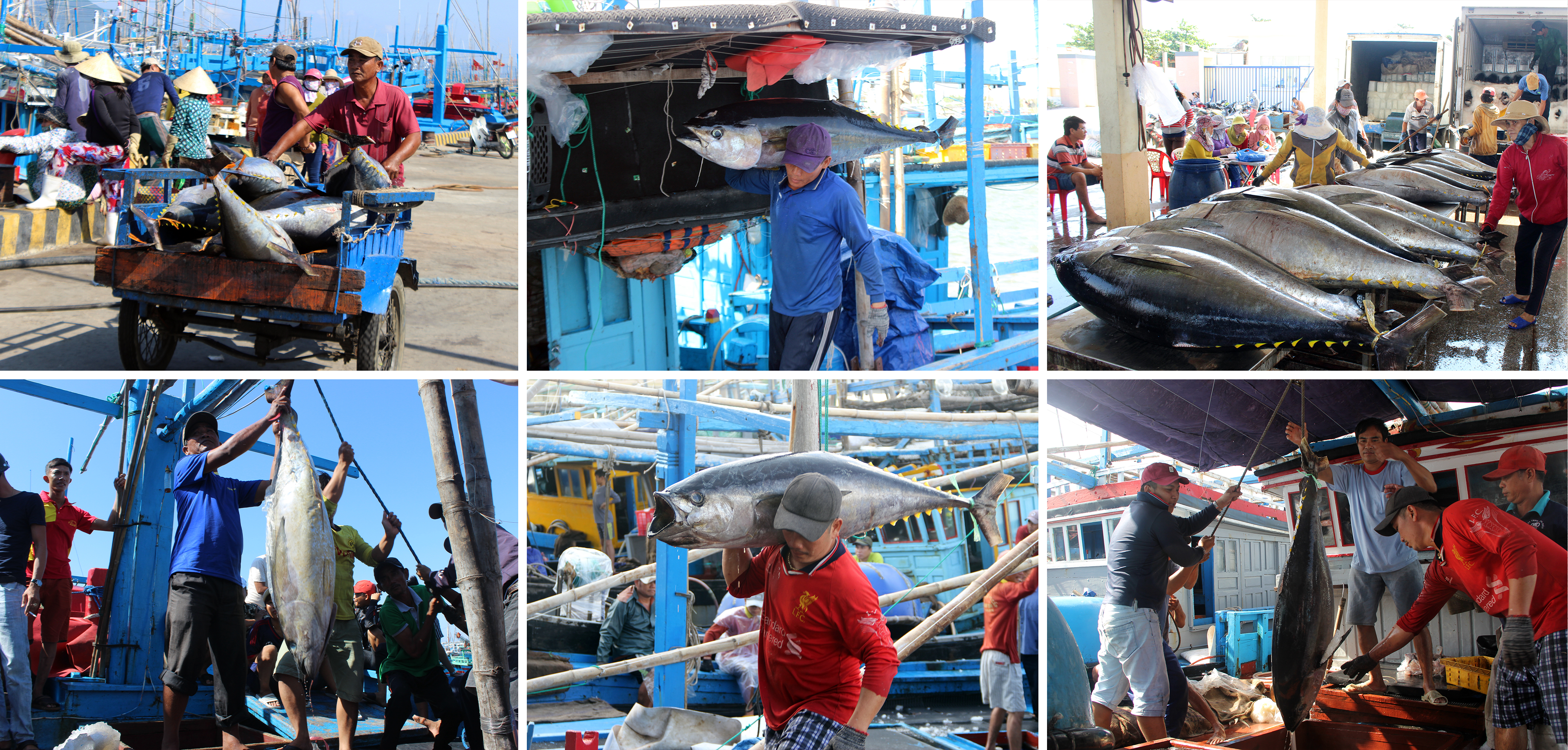 Kỳ vọng về những phiên đấu giá cá ngừ triệu đô ở Phú Yên - 11 Kỳ vọng về những phiên đấu giá cá ngừ triệu đô ở Phú Yên - 11