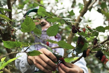 Hái dâu tằm hoa mắt đỏ tay, dân Hà Nội phấn khởi thu về bạc triệu