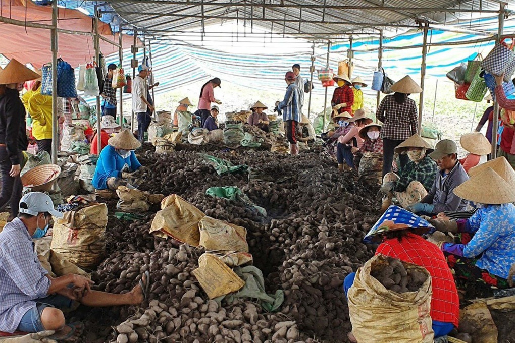 Vĩnh Long xuất khẩu lô khoai lang chính ngạch đầu tiên sang Trung Quốc - 2 Vĩnh Long xuất khẩu lô khoai lang chính ngạch đầu tiên sang Trung Quốc - 2