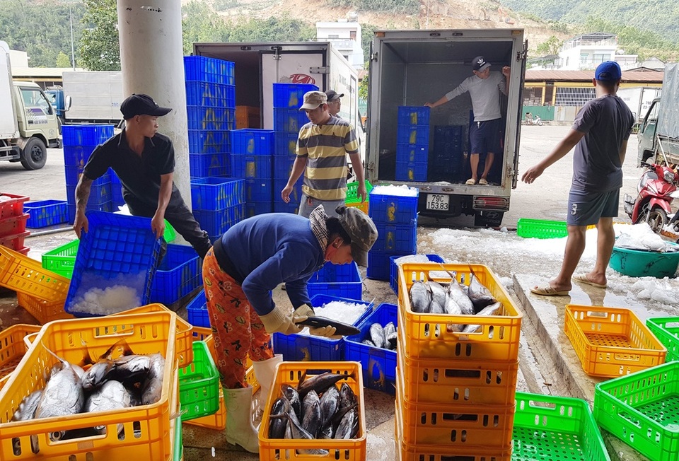 Trúng vụ cá, ngư dân có thêm nhu nhập đón Tết - 6 Trúng vụ cá, ngư dân có thêm nhu nhập đón Tết - 6