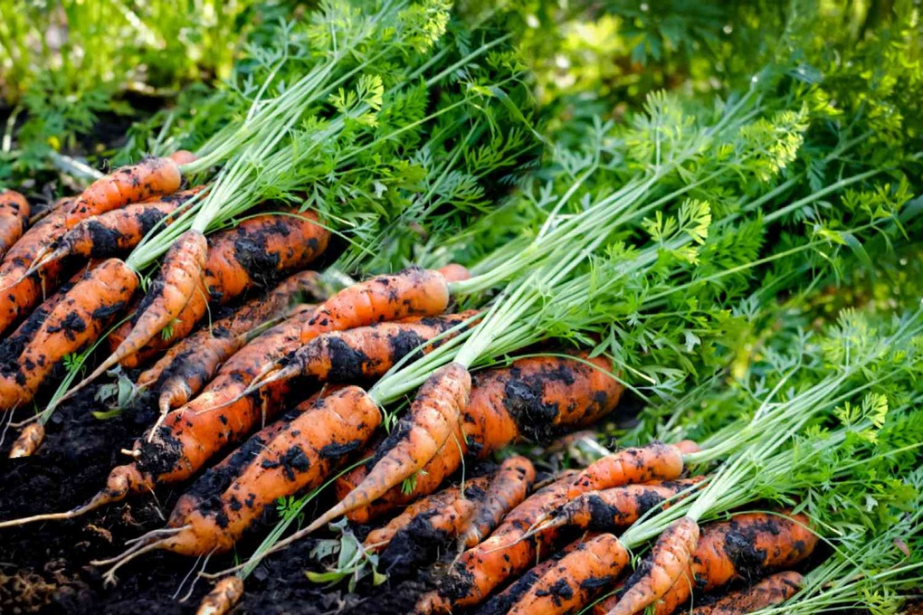 The tuber that China calls Loại củ được Trung Quốc ví là tiểu nhân sâm bổ gan bán đầy chợ Việt - 1