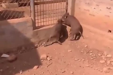 Chú heo thể hiện khả năng leo trèo đáng kinh ngạc