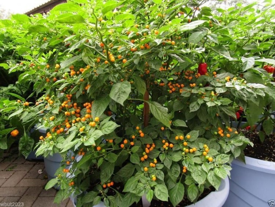 Loại ớt siêu đắt đỏ nửa tỷ đồng một kg, cay tới mức gây thủng lưỡi - 4 Loại ớt siêu đắt đỏ nửa tỷ đồng một kg, cay tới mức gây thủng lưỡi - 4
