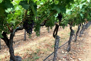 Ngọt ngào xứ sở rượu vang Napa