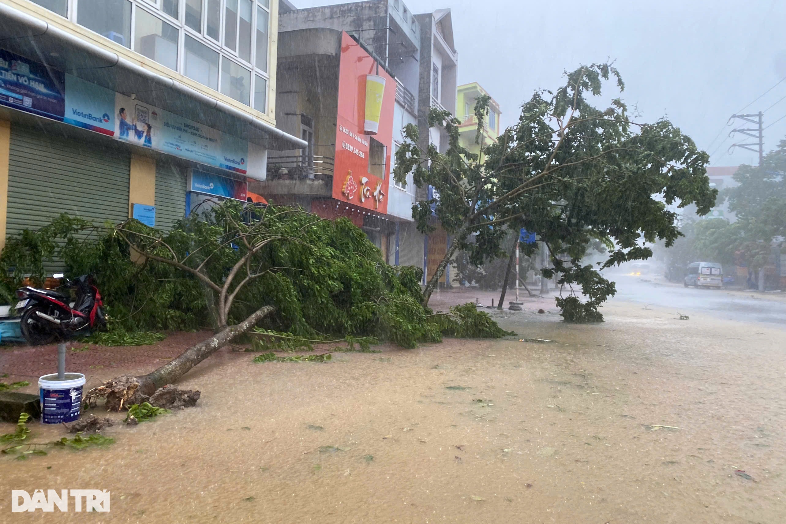 View - Trước giờ bão Yagi đổ bộ Quảng Ninh: Cây xanh gẫy đổ, tôn bay la liệt | Báo Dân trí